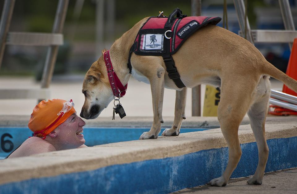 Un perro guía acompaña a su amo ciego que nada en una piscina